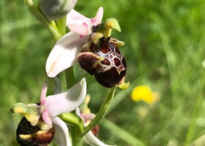 Orchidées et Randonnées dans la Drôme- Du 21 au 24 mai 2022